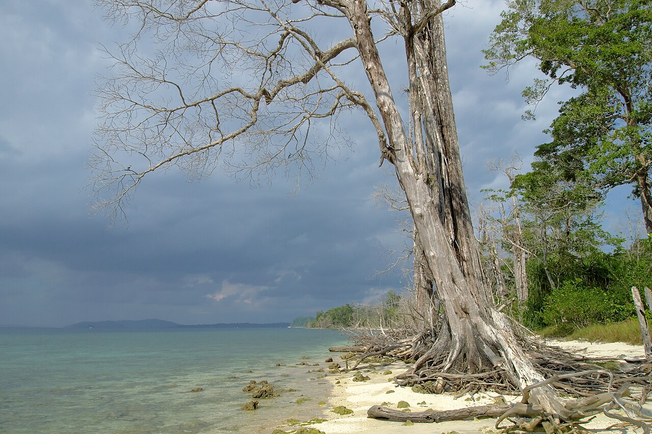 Havelock Island, Elephant Beach, Tree, Andamans