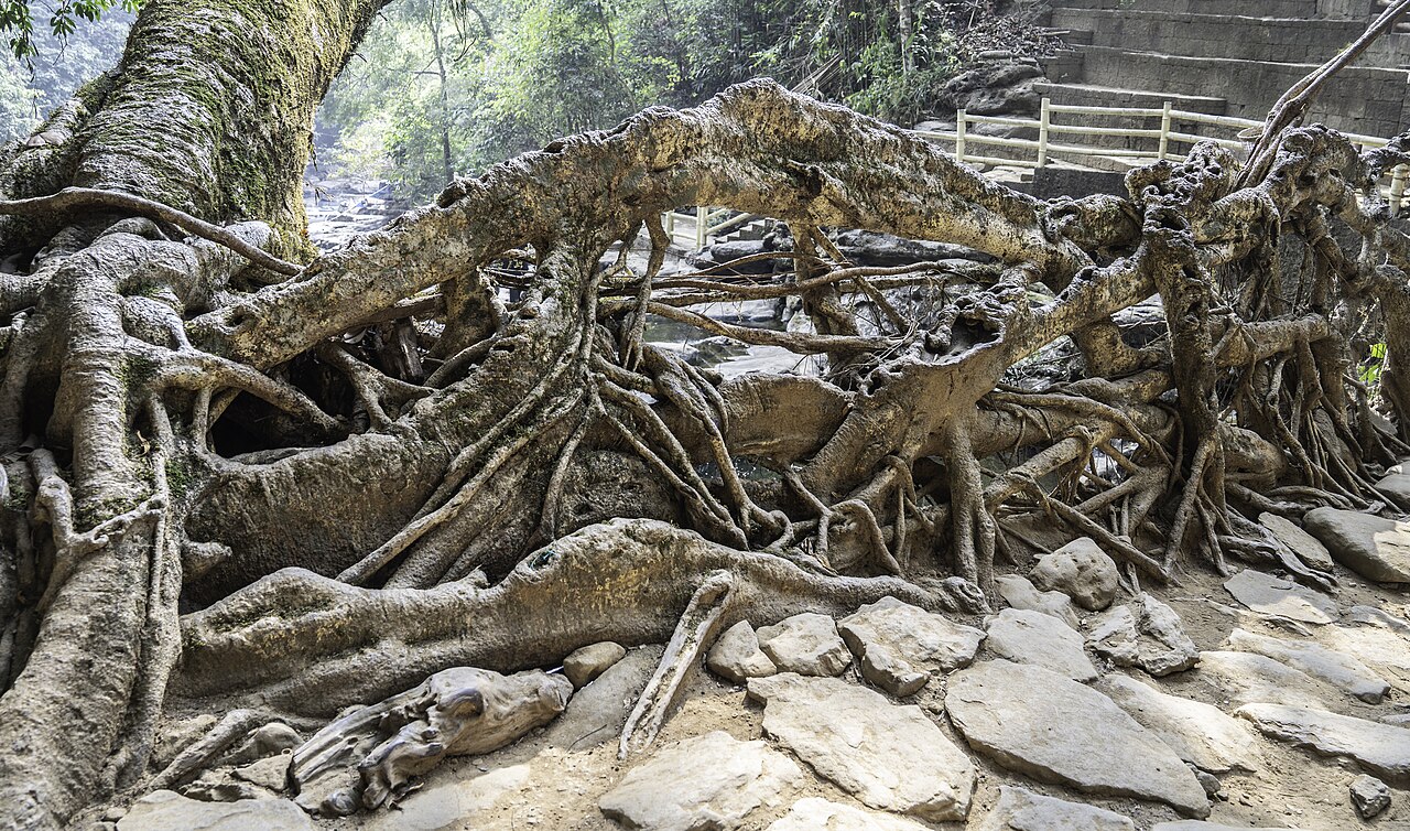 Living root bridge, Maghalaya, India3