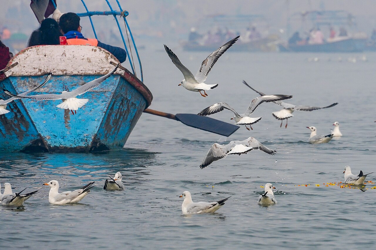 Boat Gulls Triveni Sangam Allahabad Jan24 A7C 08525