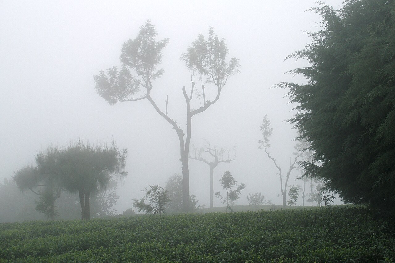 Haputale, Sri Lanka, Tea plantations in fog 3