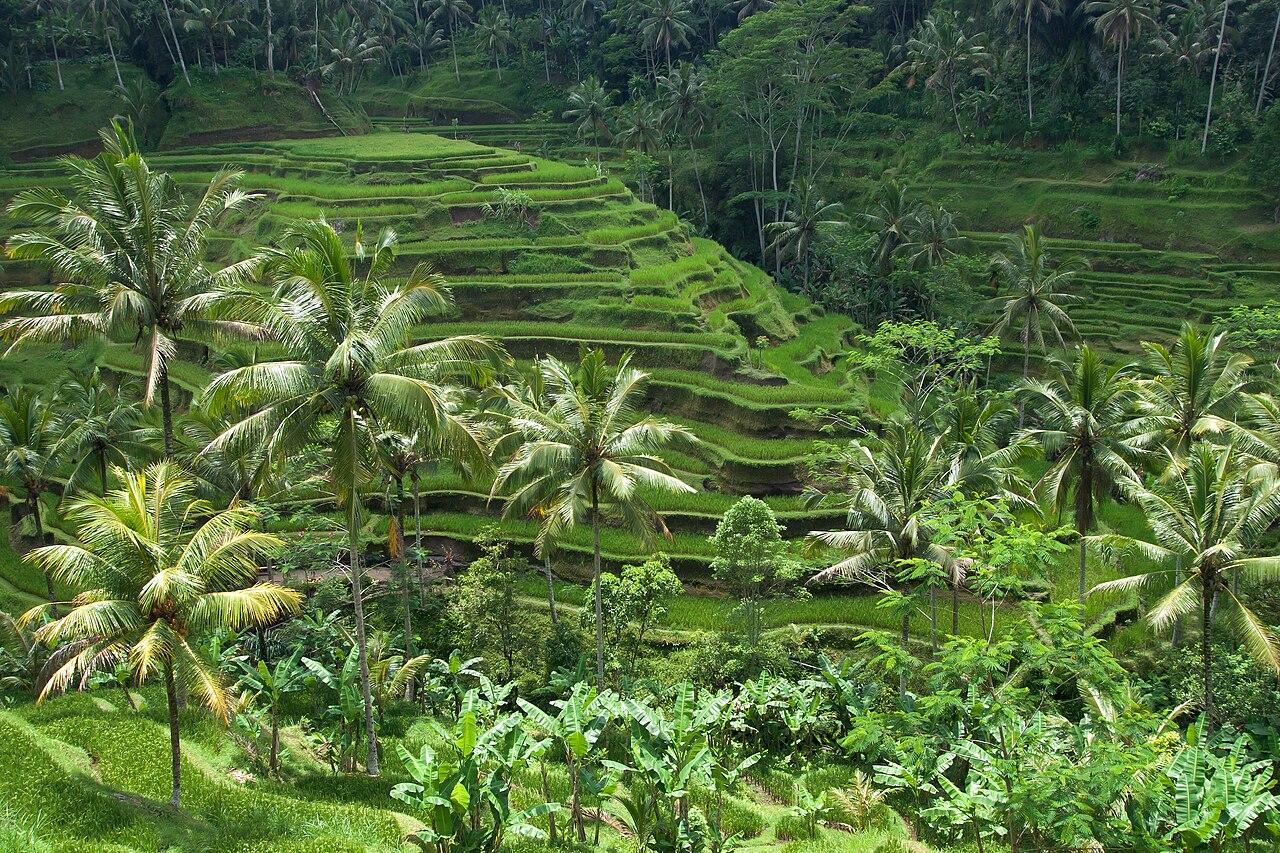 Bali – Ubud & Nusa Penida