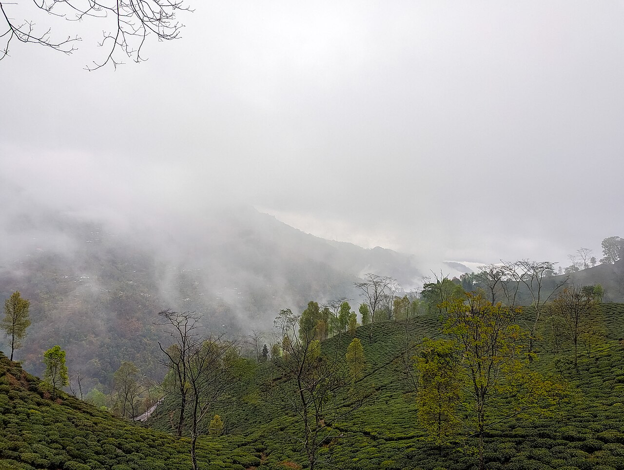 PXL 20240323 065728783 Cloud and Tea Garden at Namring Tea Garden Darjeeling West Bengal 734226 04