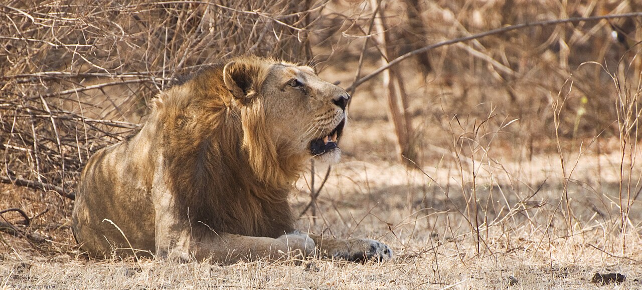 A lion at Gir Forest National Park, India